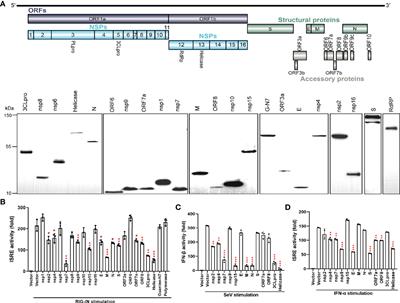 Severe Acute Respiratory Syndrome Coronavirus 2 (SARS-CoV-2) Membrane (M) and Spike (S) Proteins Antagonize Host Type I Interferon Response